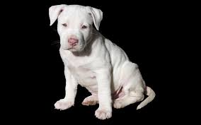 Previous litters have shown to put out championship quality puppies reaching and exceeding 100 lbs by one year old. The 300 Best Pitbull Names For Your New Puppy