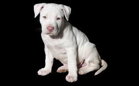 The recessive or the rare trait is the white color as well as blue eyes. The 300 Best Pitbull Names For Your New Puppy Dog