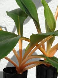 Image result for Chlorophytum filipendulum