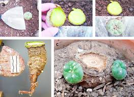 I am really interested in getting my hands on and growing a peyote cactus. Peyote Harvesting Guidelines Chacruna