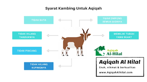 Hewan yang disembelih berupa kambing, domba. Berapa Minimal Umur Kambing Untuk Aqiqah Ini Penjelasannya