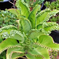Image result for Kalanchoe dyeri