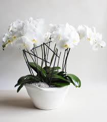 Maybe you would like to learn more about one of these? Upscale Florist Houseplant Store Planters Madison Wi Red Square Flowers