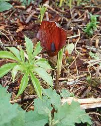 Image result for Amorphophallus abyssinicus