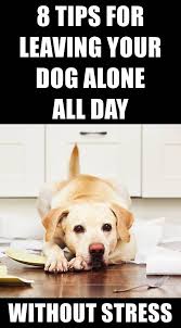 How To Leave Your Dog Happy Home Alone All Day Dogs Dog Wellness Dog Stress