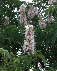 Image result for Sapindaceae