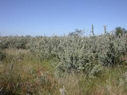 Image result for Catophractes alexandri