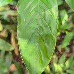 Image result for Marantochloa congensis