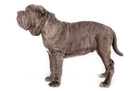 Neapolitan Mastiff Dog Breed Information