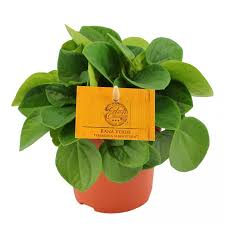 It is endemic to ecuador. Peperomia Rana Verde Rana Verde Eden Collection Smit Kwekerijen
