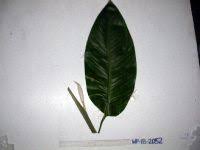 Image result for Gonatopus petiolulatus