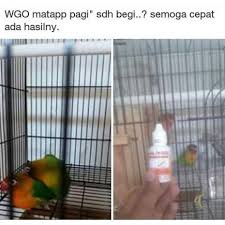 Maybe you would like to learn more about one of these? Vitamin Agar Lovebird Cepat Bertelur Shopee Indonesia