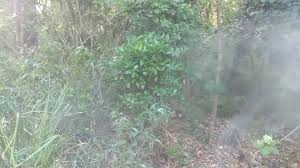 Here at aussie professional pest control services we don't just get rid of your pests, we continually manage them so they don't invade your home again. Aussie Professional Pest Control Services Home Facebook