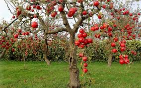 Interpretation Of A Dream In Which You Saw Apple Tree Fruit Trees Apple Tree Apple Farm