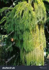 Image result for Huperzia