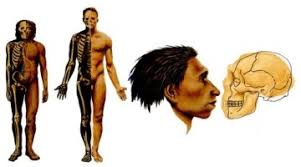 Mediamente era molto robusto, con un'altezza che si aggirava intorno ai 160 cm. Scheletro Di Neanderthaliano In 3d Daniele Mancini Archeologia