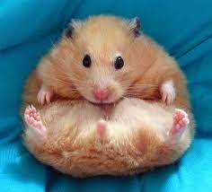 A 30 Cute And Adorable Hamster Photography Collection Naldz Graphics Cute Animals Cute Animal Photos Funny Hamsters