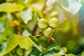 Die selbst angebauten walnüsse ernten wir im frühen herbst zwischen september und oktober. Walnussbaum Wann Erfolgt Die Erste Ernte