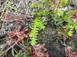 Image result for Lycopodiella caroliniana