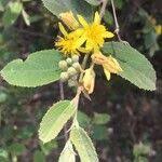 Image result for Grewia monticola