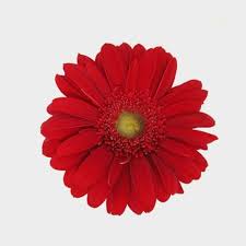 Red flowers such as hibiscus, mums, and azaleas make a landscape or garden bed seem larger by drawing attention. Mini Gerbera Daisy Red Flowers Wholesale Blooms By The Box