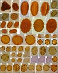 Image result for Isachne mauritiana