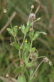 Image result for Blumea