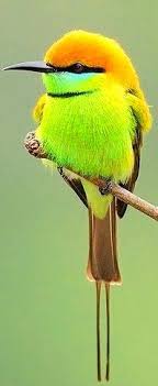 Bird On A Wire Movie Vancouver Fluorescent Yellow Neon Bird Beautiful Birds Colorful Birds Pretty Birds