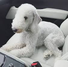 pin on dog days