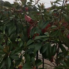 Grünes regentropfen auf grünem strauchagave attenuata. Strauch Bekommt Rote Blatter Garten Straucher