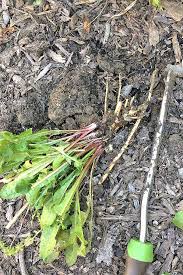 Get to know the rooting habits of your most common weeds. How To Spend Less Time Weeding Gardener S Path