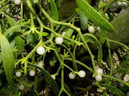 Image result for Viscum shirense