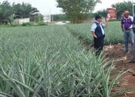 Oleh yang demikian amat penting untuk para penulis dan pendidik mengenalpasti perubahan yang ada dan dimasukkan dalam penulisan serta pengajaran. Anim Agro Technology Tanah Terbiar Dibangunkan