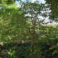 Image result for Rauvolfia nana