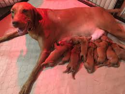 Sire is european import vizsla. Remington Ruger S Vizsla Litter Born On October 25th 2016 White River Kennels