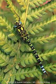 Southern Hawker Dragonfly stock photo