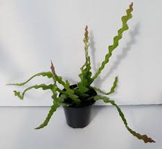 My zig zag (aka fishbone, aka ric rac) cactus seems to be dying. Zig Zag Cactus Uncle John S Home Garden