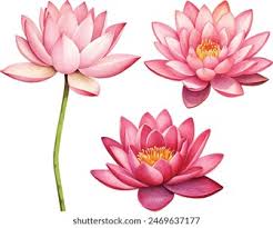 Image result for Lotus