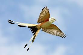 Birds Native To Oklahoma Scissor Tailed Flycatcher Oklahoma State Bird Birds State Birds Flycatcher