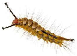 Caterpillar Id Orgyia Detrita Bugguide Net