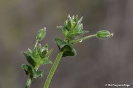 Image result for Cerastium afromontanum
