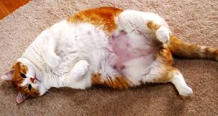 3 Tips Mudah Buat Kucing Anda Gemuk Sihat Encikshino Com