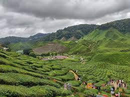 The tea plantations are so neat looking and the way they spread across the landscape is stunning. The Perfect 2 Day Itinerary For A Family Holiday To Cameron Highlands Kkday Blog