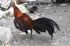 Selain perawatan yang bagus ayam juga memerlukan tambahan makanan dan multivitamin untuk memperoleh kebugaran tubuh dan stamina yang bagus. Facebook