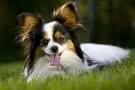 Papillon - DOGS Victoria