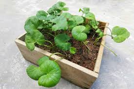 Cari bekas atau pasu kosong. Cara Tanam Daun Pegaga Sendiri Di Rumah Boleh Buat Air Rebusan Berkhasiat