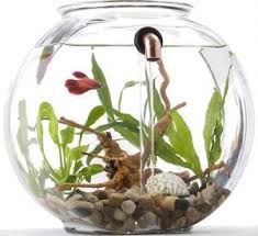 There's a lot of descriptive terms used to advertise these products, such as no clean aquariums and auto cleaning tanks. Beautiful Self Cleaning Fish Tanks Save You Time Money 2020