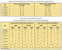 rottweiler growth chart know what to expect as your rottie