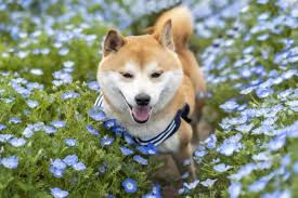 The shiba inu (柴犬, japanese: Shiba Inu Steckbrief Hundehaftpflicht Check24