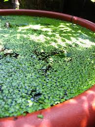 Comment Nettoyer Une Piscine Verte En Moins De 5 Jours Aquapolis